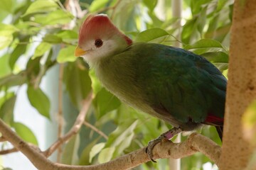 turaco at the zoo