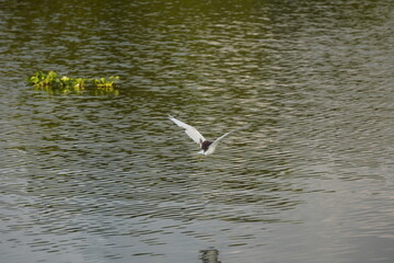 Black-headed Gull in flight, likely skimming over a body of water