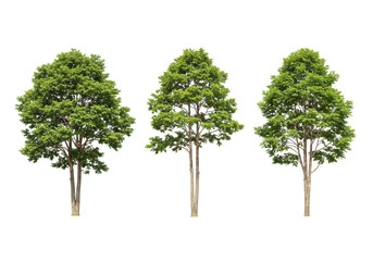 Fototapeta premium Three green trees isolated on transparent background