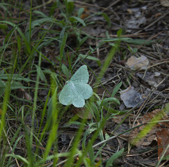 Pale Green Butterfly Resting on Leaves