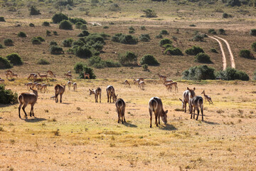 Herd of impalas and waterbuck antelopes grazing in african safari park
