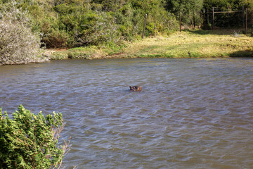part of african hippo head at water level in a pond