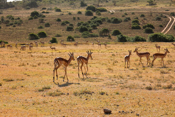 Herd of impalas or rooiboks at addo national park