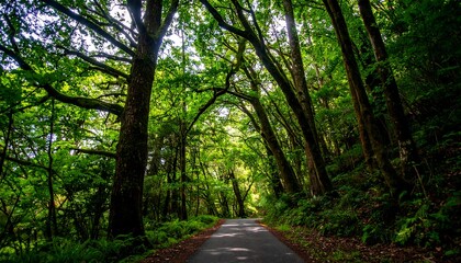 A sun-drenched forest path winds through lush greenery, casting dappled light on the asphalt road.