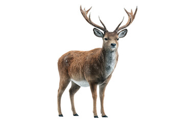 Fototapeta premium Majestic stag with impressive antlers, brown coat, standing against black background