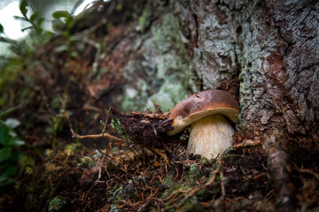 harvest mushrooms, boletus edulis, in the forest at a autumn day
