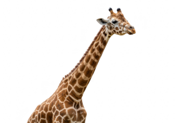A giraffe with a long neck and distinctive spots, isolated on transparent background