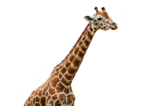 A giraffe with a long neck and distinctive spots, isolated on transparent background