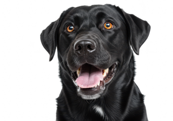 Black labrador retriever dog smiling isolated on transparent background