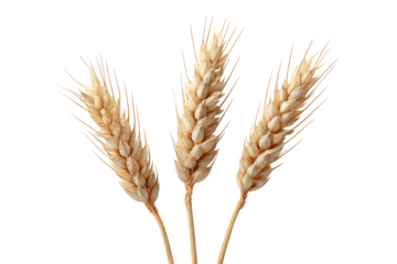 Three wheat stalks, light beige color, against black background