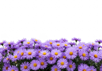 Purple aster flowers isolated on transparent background