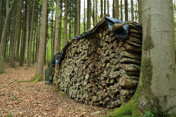 Stacked firewood logs covered in forest