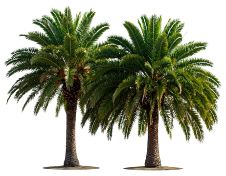  “Pair of Elegant Tropical Palm Trees with Curved Trunks, isolated on a transparent background”.