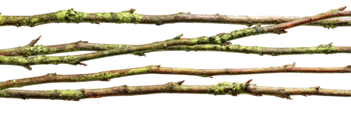 Close-up of many thin, overlapping twigs