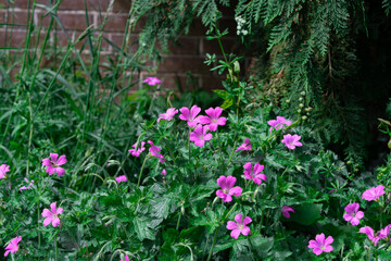 Blood-red geranium (Geranium sanguine) with vibrant flowers in full bloom, surrounded by green foliage in a natural outdoor setting.