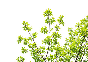 Obraz premium Green leaves on branches isolated on transparent background