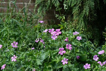 Blood-red geranium (Geranium sanguine) with vibrant flowers in full bloom, surrounded by green foliage in a natural outdoor setting.