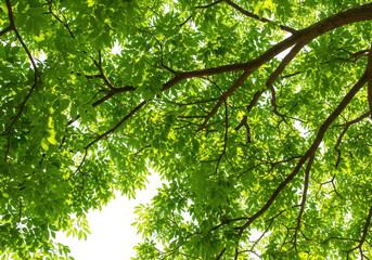 Obraz premium Looking up through green tree leaves and branches towards the sky isolated on transparent background