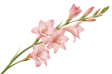 A sprig of pink gladiolus flowers on black background