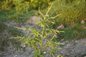 Green Plant with Buds in Natural Soil – Close-Up Botanical Scene