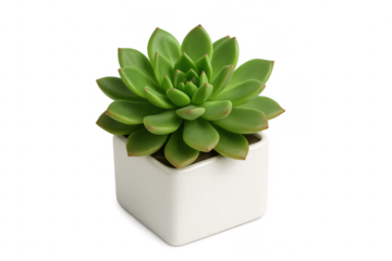 Green echeveria succulent growing in square white pot with transparent background