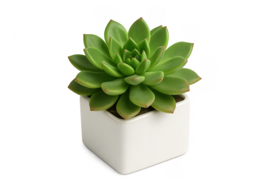 Green echeveria succulent growing in square white pot with transparent background