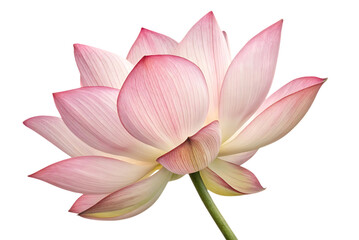 Naklejka premium A close up of a pink lotus flower on black background