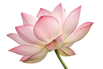 A close up of a pink lotus flower on black background