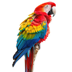 Obraz premium Colorful Parrot Perched on Branch in Forest