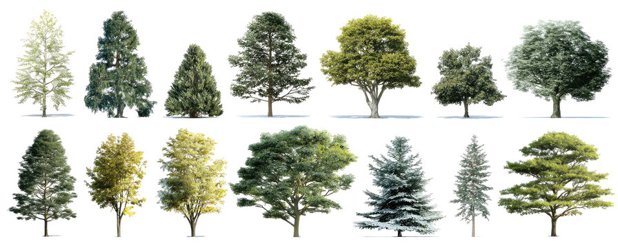 Variety of trees in a grid format