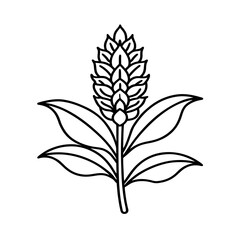 amaranthus flower line art