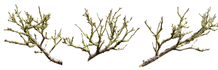 Three lichen-like plants against a black background. 