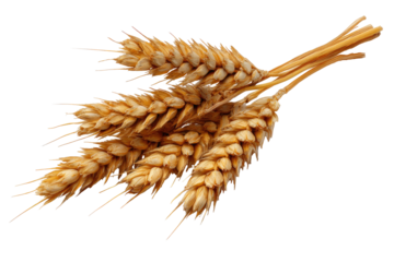 Close-up of a cluster of golden wheat heads