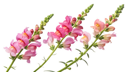 Fototapeta premium Three stems of pink snapdragons on black background