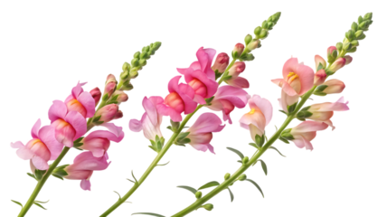 Three stems of pink snapdragons on black background