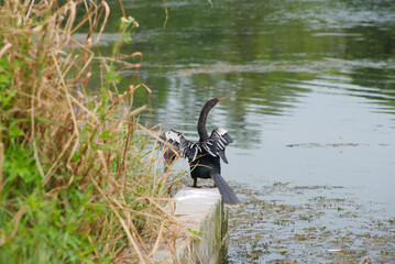 Anhinga black bird with Open Wings Resting on Rock in Serene Wetland Area. Extends its wings while resting on a rock amidst lush green vegetation in a tranquil wetland, symbolizing nature's calmness a