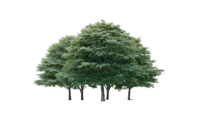 Full shot of a cluster of leafy trees.  Dense canopy, light green foliage,  trunk bases visible