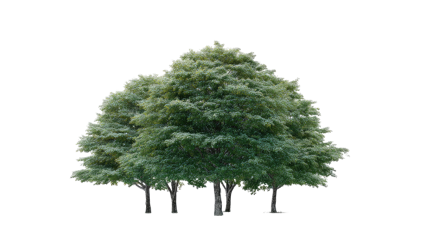 Full shot of a cluster of leafy trees.  Dense canopy, light green foliage,  trunk bases visible