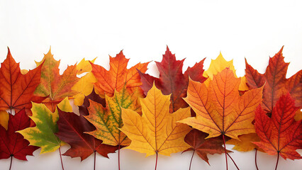 Fototapeta premium Vibrant autumn maple leaves arranged on white background
