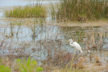 Serene White Egret Standing in a Marsh Surrounded by Lush Vegetation. Reeds and vegetation. The peaceful setting highlights the bird's pristine feathers against a backdrop of dynamic wetland scenery.

