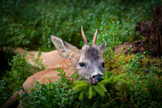 happy hunting - hunt of a roebuck yearling at summer in the roedeer rut