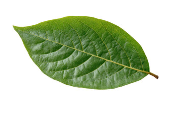 Obraz premium Close-up of a vibrant green leaf, displaying intricate venation patterns and a smooth, slightly pointed edge