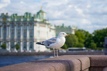 A seagull stands on a granite parapet on a sunny day. In the background, the Winter Palace and blue Neva River are visible in Saint Petersburg, Russia