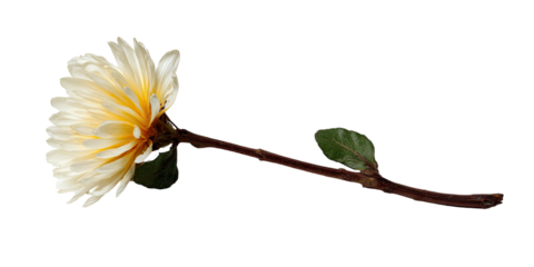 Pale yellow flower with long stem and leaf