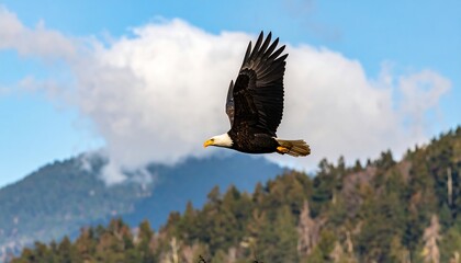 Obraz premium A majestic bald eagle soars through a serene mountain landscape, its wings outstretched against a vibrant blue sky.