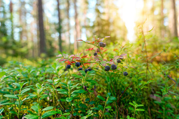 Wild blueberries with dark berries grow amidst green foliage and moss in a forest undergrowth on a bright day. Sunlight filters through the tall trees in the background