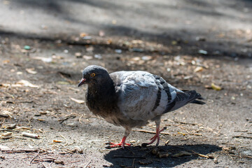 Pigeons on an abnormally hot day in the park. Close up. Birds in the city.