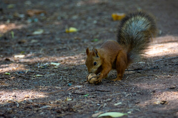 The small fluffy squirrel found a nut in the park. Close up.