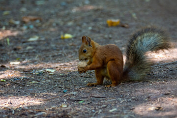 The small fluffy squirrel found a nut in the park. Close up.