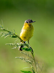 Yellow Wagtail Bird Sitting On A Branch Against A Blurred Green Background